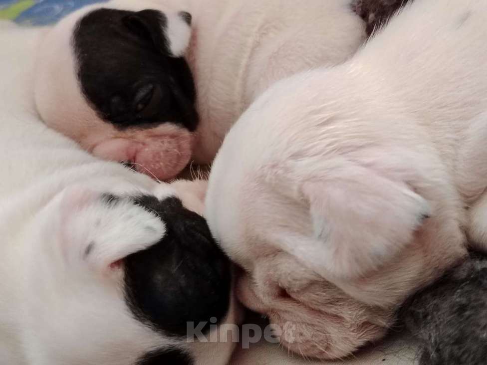 Собаки в Бугульме: Прекраснейшие щенята, французские бульдоги Девочка, 17 000 руб. - фото 5