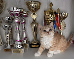 Кошки в Москве: Аполлон Мальчик, 100 000 руб. - фото 5