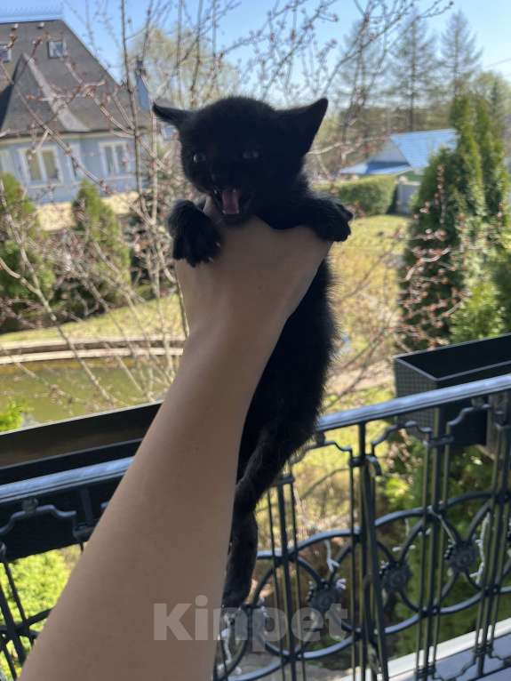 Кошки в других городах Московской области: отдаю котенка Мальчик, Бесплатно - фото 2