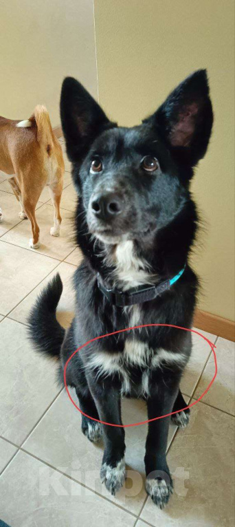 Собаки в Москве: Собака-оберег с ангелом на груди Девочка, Бесплатно - фото 5