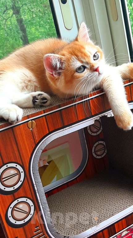 Кошки в Москве: Золотой британский мальчишка шиншилла  Мальчик, 40 000 руб. - фото 4