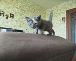 Кошки в Подольске: дом для котейки Девочка, Бесплатно - фото 3