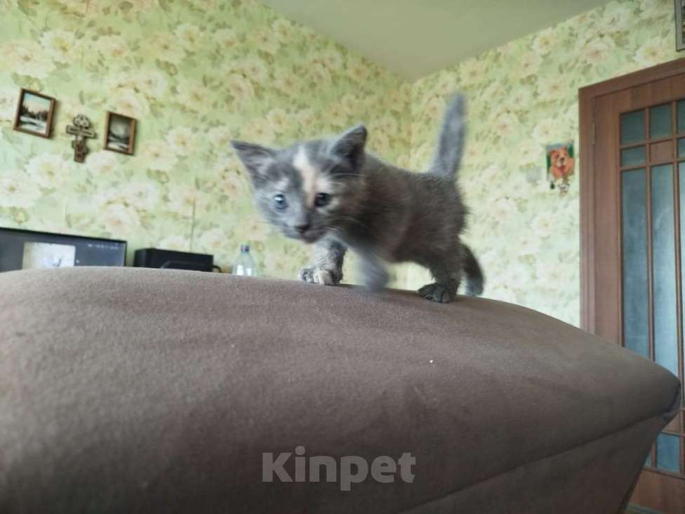 Кошки в Подольске: дом для котейки Девочка, Бесплатно - фото 3