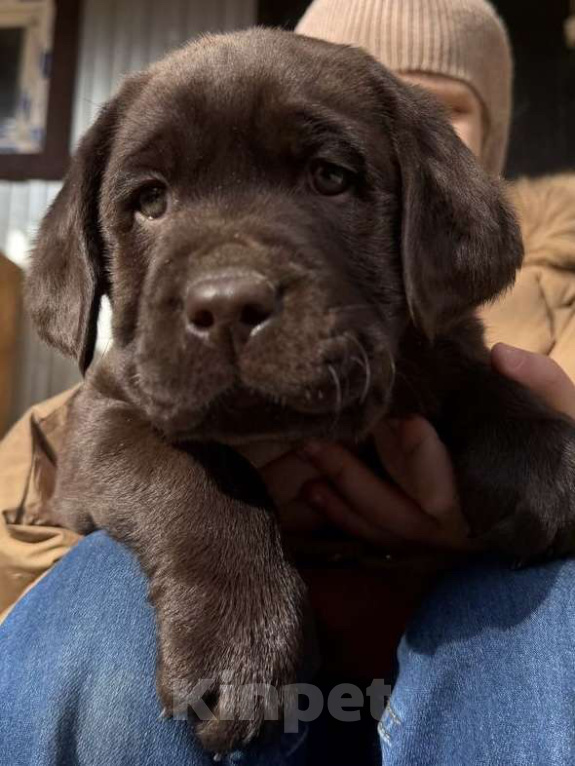 Собаки в Екатеринбурге: Питомник щенков лабрадор ретривер Мальчик, Бесплатно - фото 4