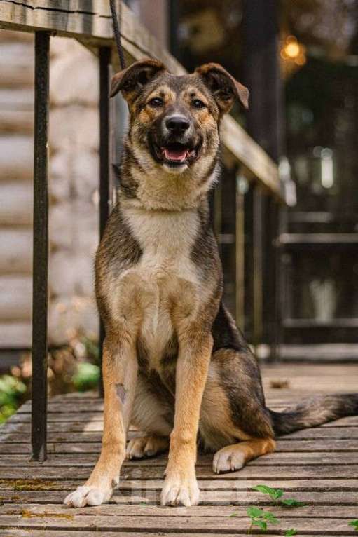 Собаки в Москве: Умница щенок Лапочка в добрые руки Девочка, Бесплатно - фото 4