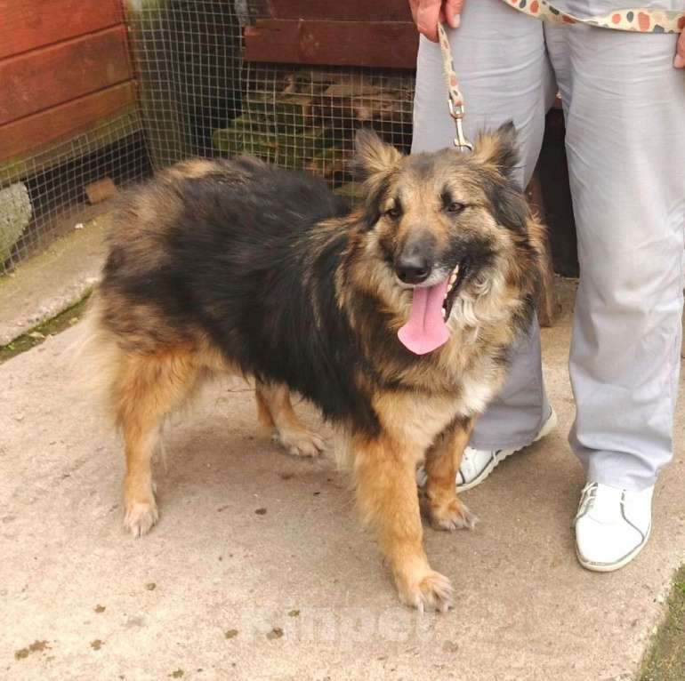 Собаки в Москве: Небольшая, пушистенькая Люся очень хочет стать домашней Девочка, Бесплатно - фото 2