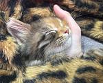 Кошки в Казани: мейн кун котенок Девочка, 17 000 руб. - фото 6