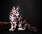 Кошки в Санкт-Петербурге: Котёнок мейн-кун полидакт Мальчик, Бесплатно - фото 4