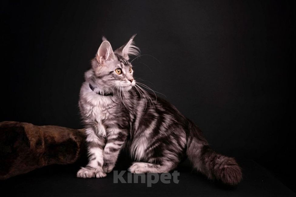 Кошки в Санкт-Петербурге: Котёнок мейн-кун полидакт Мальчик, Бесплатно - фото 4