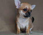 Собаки в Новосибирске: Чихуахуа рыжая Львичка. Девочка, 35 000 руб. - фото 2
