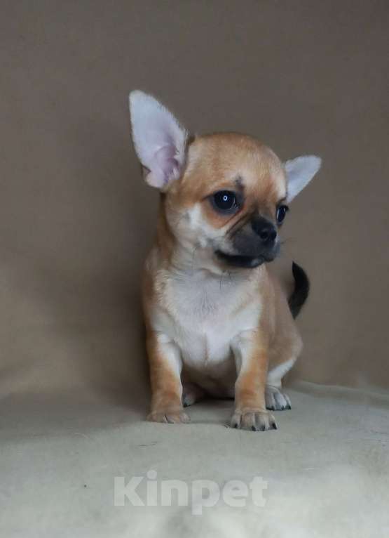 Собаки в Новосибирске: Чихуахуа рыжая Львичка. Девочка, 35 000 руб. - фото 2