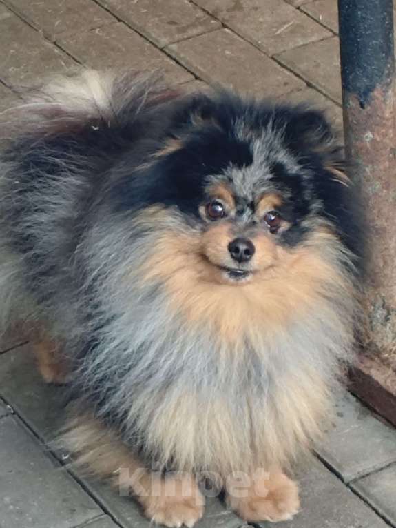 Собаки в Раменском: Мальчик Федя Мальчик, 25 000 руб. - фото 4