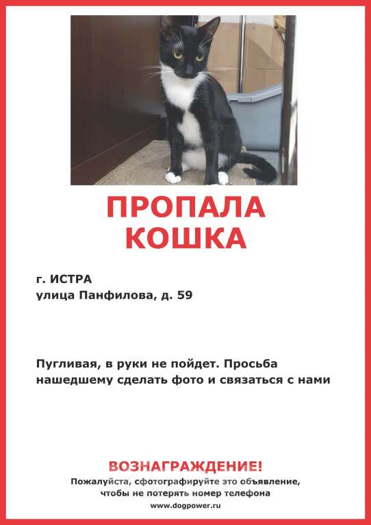 Кошки в Истре: Потерялась кошка Девочка, 5 000 руб. - фото 1