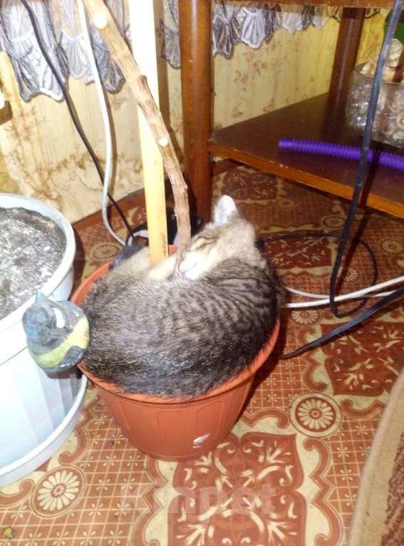 Кошки в Саратове: Котенок  Девочка, Бесплатно - фото 3