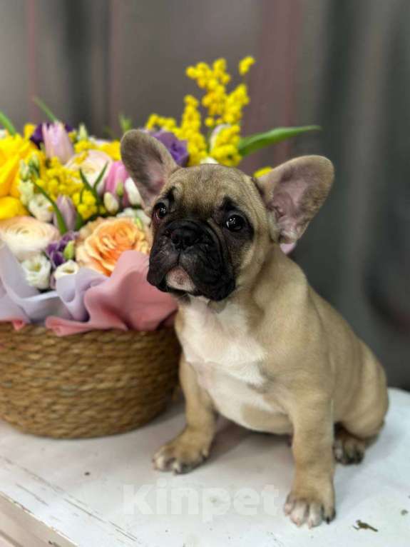 Собаки в Москве: Французский бульдог Мальчик, 55 000 руб. - фото 6