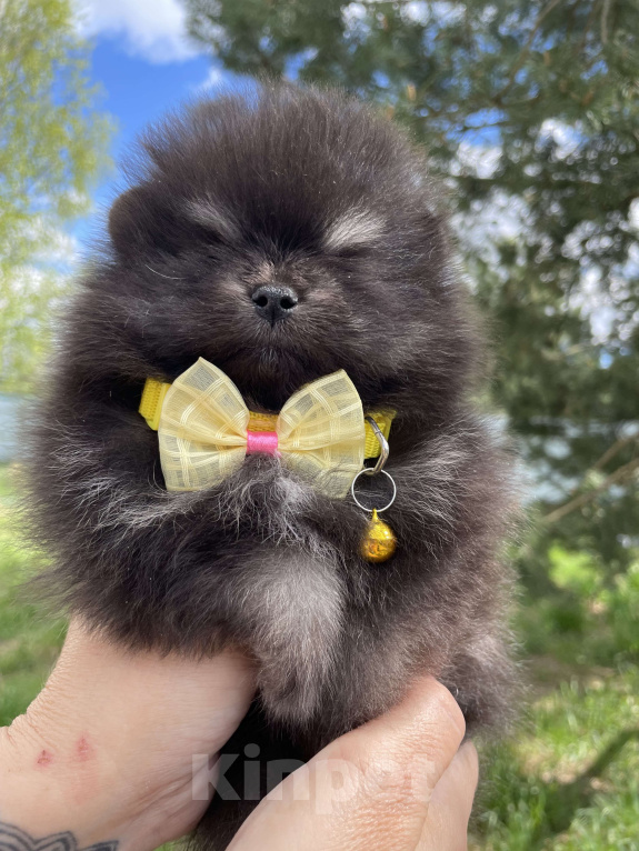 Собаки в Владимире: Продаю померанских мини шпицов Мальчик, 30 000 руб. - фото 3