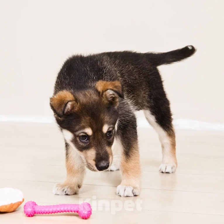 Собаки в Лосином-Петровском: Мокко в добрые руки Мальчик, Бесплатно - фото 5