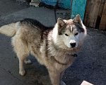 Собаки в Барнауле: кобель на вязку Мальчик, Бесплатно - фото 1