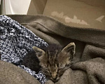 Кошки в Казани: Отдам котёнка в добрые руки Мальчик, Бесплатно - фото 3