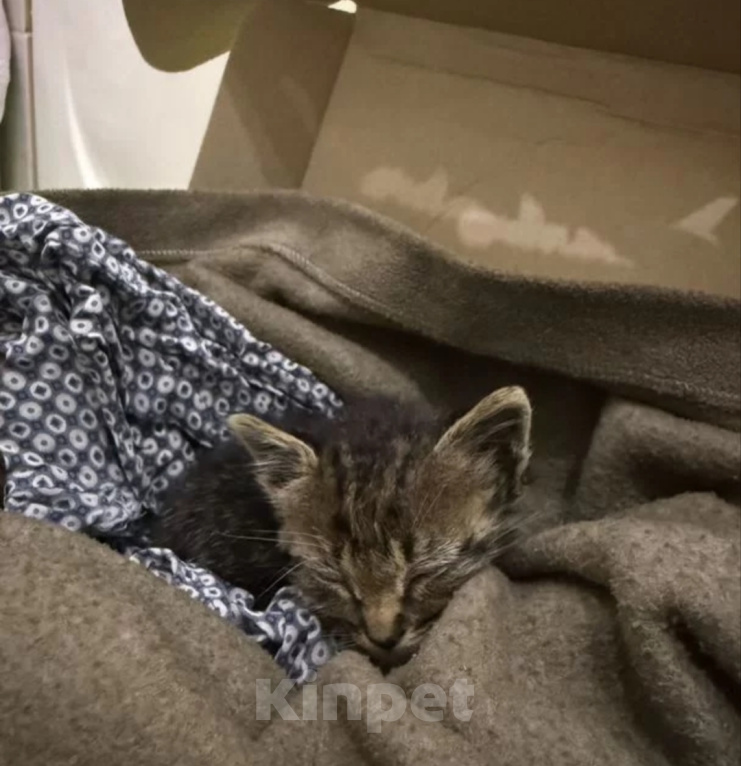 Кошки в Казани: Отдам котёнка в добрые руки Мальчик, Бесплатно - фото 3
