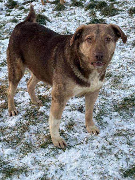 Собаки в других городах Владимирской области: Красивая и очень добрая собака в добрые руки бесплатно Девочка, Бесплатно - фото 1