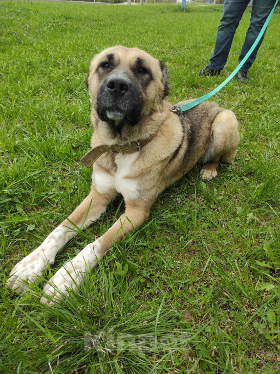 Собаки в Москве: Найда Девочка, Бесплатно - фото 2