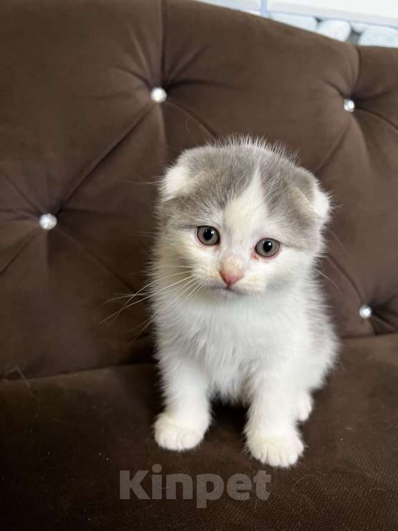 Кошки в других городах Калужской области: Шотландский вислоухий котенок Мальчик, 5 000 руб. - фото 2