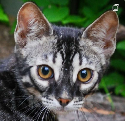 Кошки в Москве: Бенгальские котята Мальчик, Бесплатно - фото 4