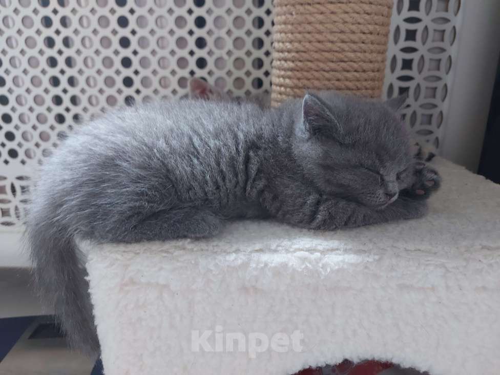 Кошки в Люберцах: Шотландские чистокровные котята  Мальчик, 8 000 руб. - фото 4