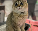 Кошки в Клине: Яша Мальчик, 27 000 руб. - фото 4
