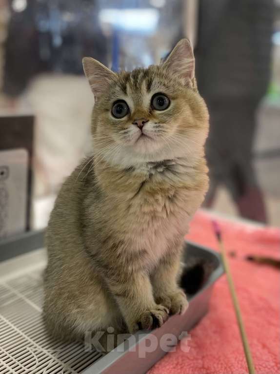 Кошки в Клине: Яша Мальчик, 27 000 руб. - фото 4