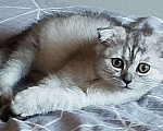Кошки в Люберцах: Шотландский вислоухий котик Мальчик, 8 000 руб. - фото 8