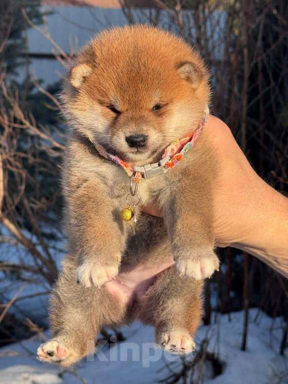 Собаки в Москве: Сиба-ину девочка Девочка, 50 000 руб. - фото 1