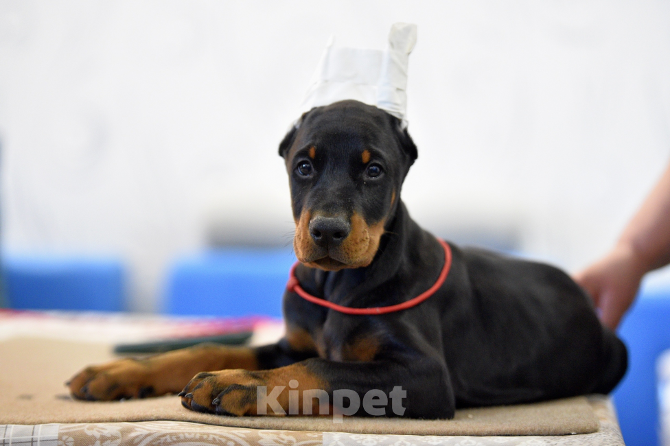 Собаки в Москве: Готов к переезду 2.5 месяца Разнополые, 100 000 руб. - фото 2