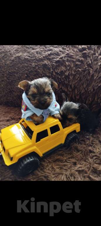 Собаки в Саратове: Щенки йорка Мальчик, 20 000 руб. - фото 4