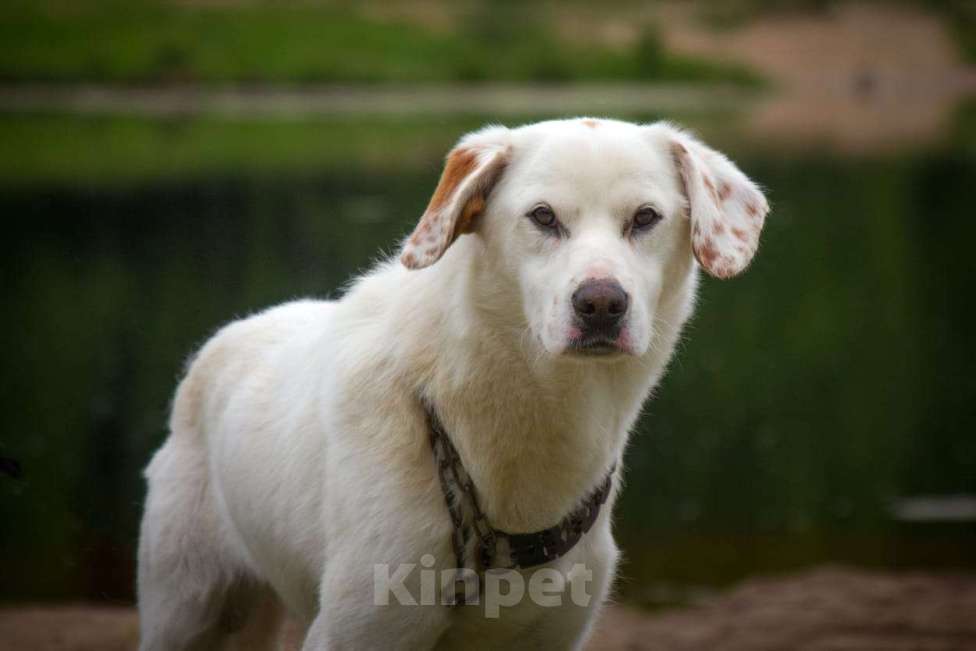 Собаки в Москве: Великолепный Беляш в поисках дома Мальчик, 10 руб. - фото 1