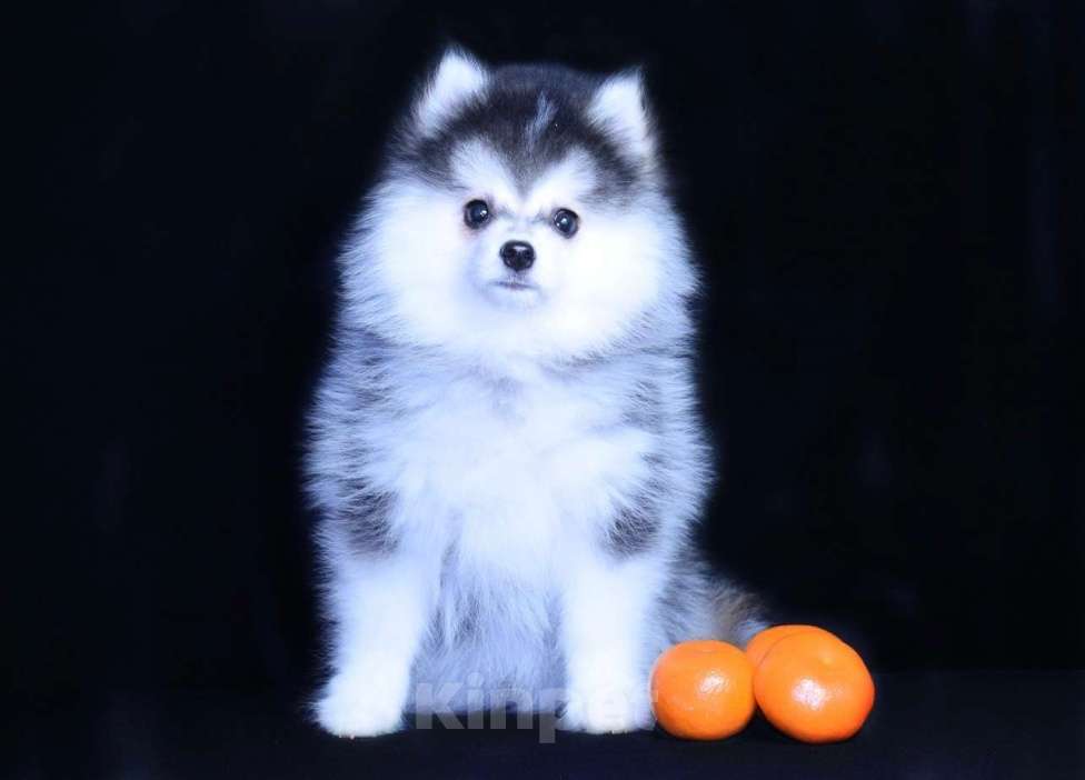 Собаки в Краснодаре: Девочка Помски Девочка, 200 000 руб. - фото 2