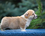 Собаки в Анапе: Племенной кобель вельш корги пемброк Мальчик, Бесплатно - фото 9
