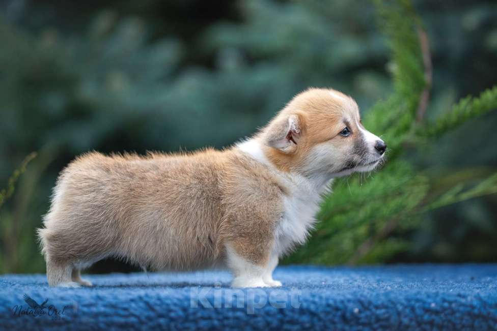 Собаки в Анапе: Племенной кобель вельш корги пемброк Мальчик, Бесплатно - фото 9
