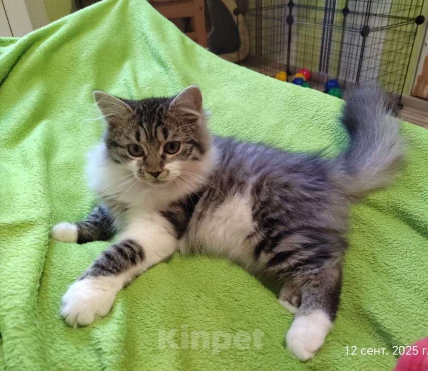 Кошки в Старом Купавне: Котенок в добрые руки Девочка, Бесплатно - фото 3