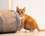 Кошки в Химках: Котенок в добрые руки Мальчик, Бесплатно - фото 3