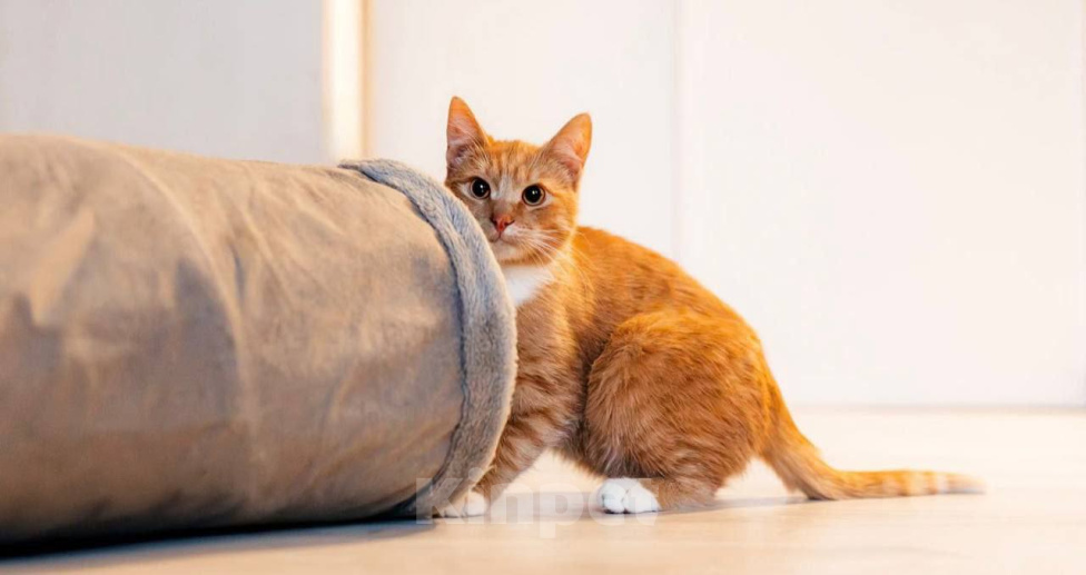 Кошки в Химках: Котенок в добрые руки Мальчик, Бесплатно - фото 3