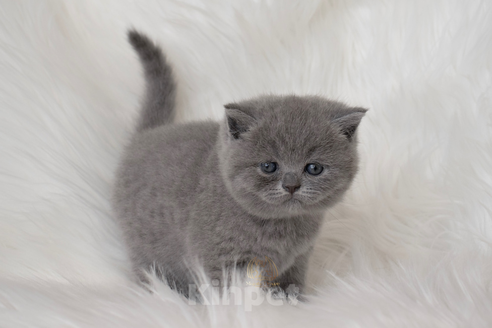 Кошки в Москве: Британский голубой котенок Девочка, 60 000 руб. - фото 2