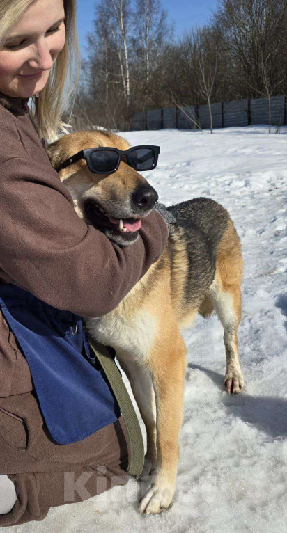 Собаки в Королеве: Лекси! Девочка, Бесплатно - фото 4
