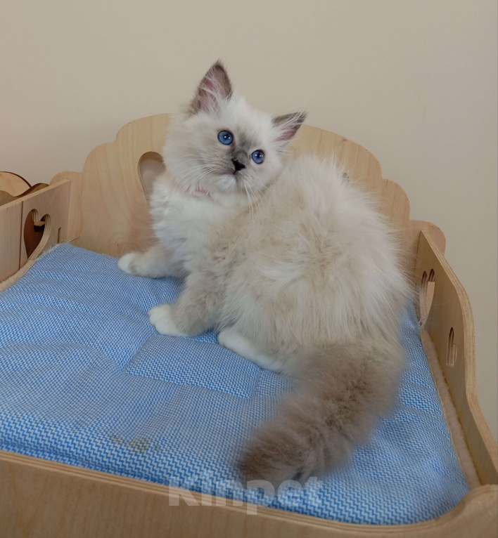 Кошки в Москве: Котëнок Рэгдолл Marusya Девочка, 100 000 руб. - фото 9