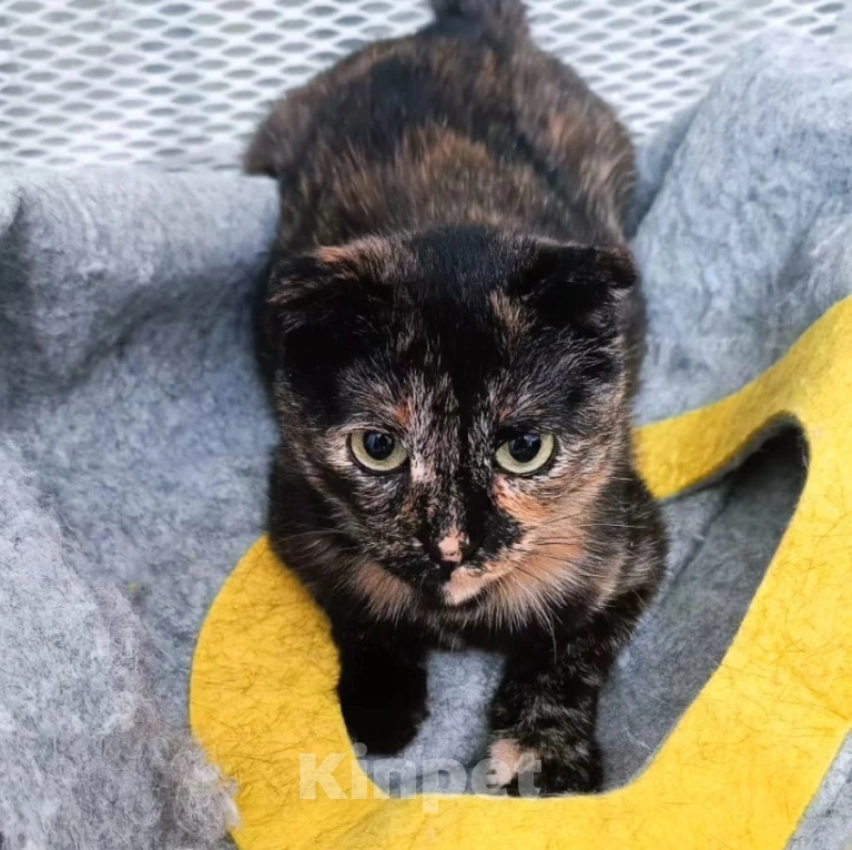 Кошки в Москве: Чапу не замечают Девочка, Бесплатно - фото 5