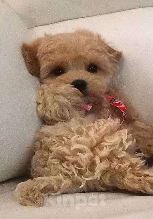 Собаки в Москве: Мальтипу ф1, девочка, Харизма Девочка, 100 000 руб. - фото 2