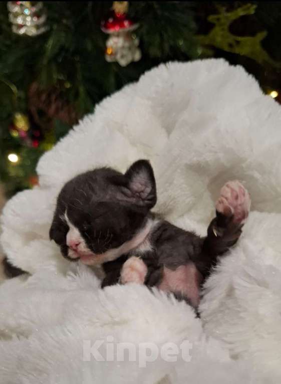Кошки в Воронеже: Котенок девон рекс мальчик Мальчик, 100 000 руб. - фото 3