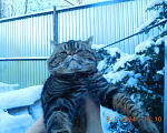Кошки в Москве: котик и кошечка в добрые руки Мальчик, Бесплатно - фото 1
