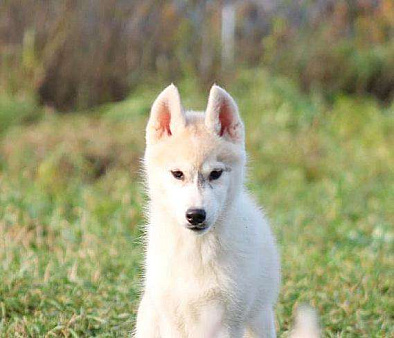 В добрые руки